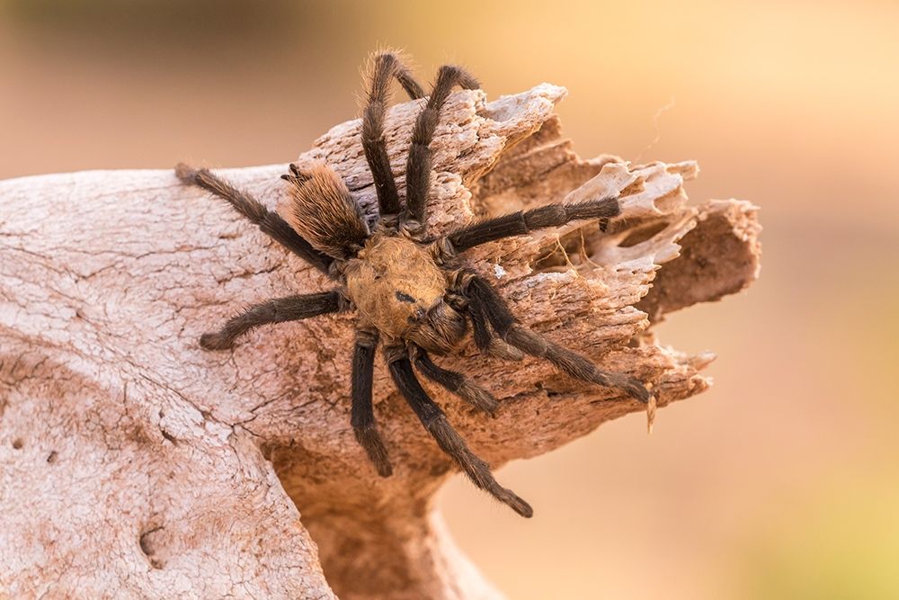 Arizona-Santa Cruz County Close-up of tarantula